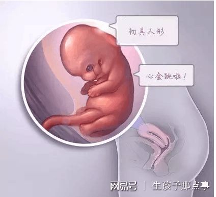 关于素竹生殖